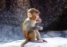 妖梦园汉化版游戏