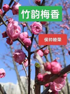 竹韵梅香的寓意