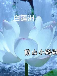 白莲洲游泳比赛