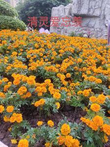 清灵爱忘羡夷陵刨旦